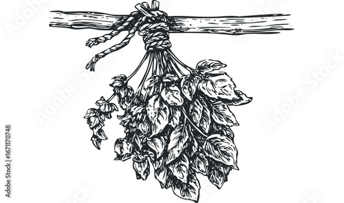 Herbs drying from wooden beam with rope binding. Vector hand drawn illustration
