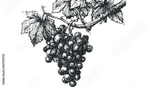 Detailed line drawing of ripe dark grapes hanging from a vine with textured leaves. Vector hand drawn illustration