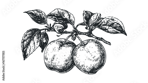 Hand-drawn sketch of two ripe apples with leaves on a branch. Vector hand drawn illustration