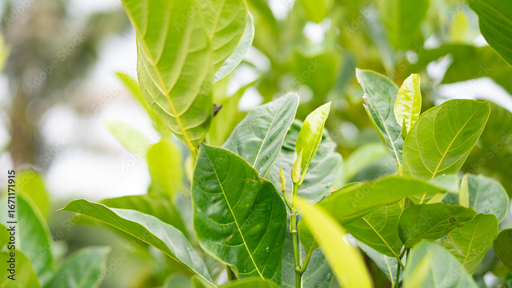 Obraz premium Close up of jackfruit leaves with vibrant green texture background symbolizing natural health, sustainable living, and wellness while representing eco friendly farming and botanical purity.