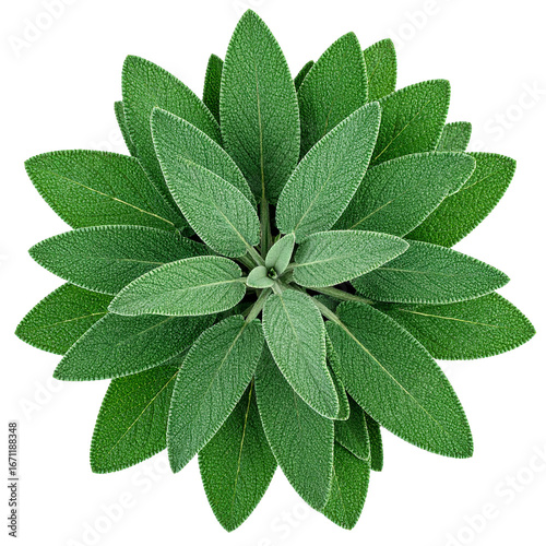 Green Sage Leaves Isolated On White Background: A high-angle shot presents a detailed close-up of fresh green sage leaves, perfect for culinary, herbal, and medicinal applications.