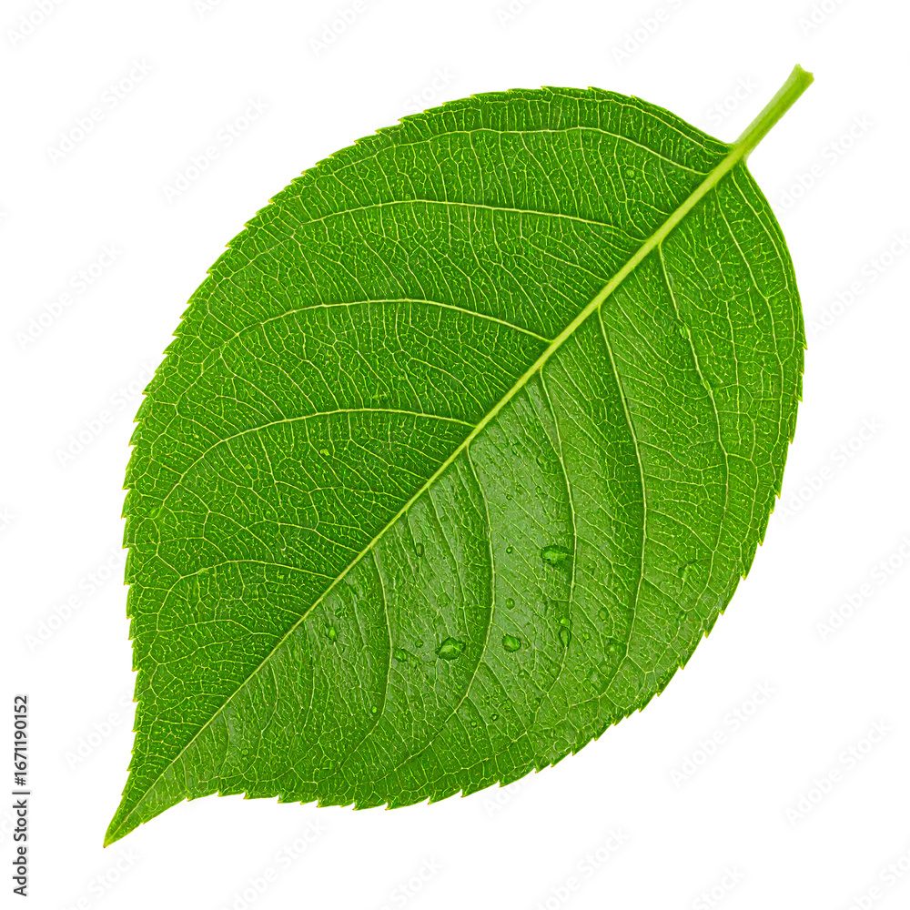 Obraz premium Vibrant Green Leaf Isolated On White Background: A close-up of a fresh, detailed green leaf, showcasing its intricate texture and natural beauty. The leaf exudes vitality.