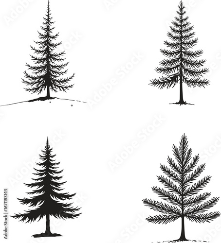 pine tree silhouette illustration – evergreen and forest nature vector