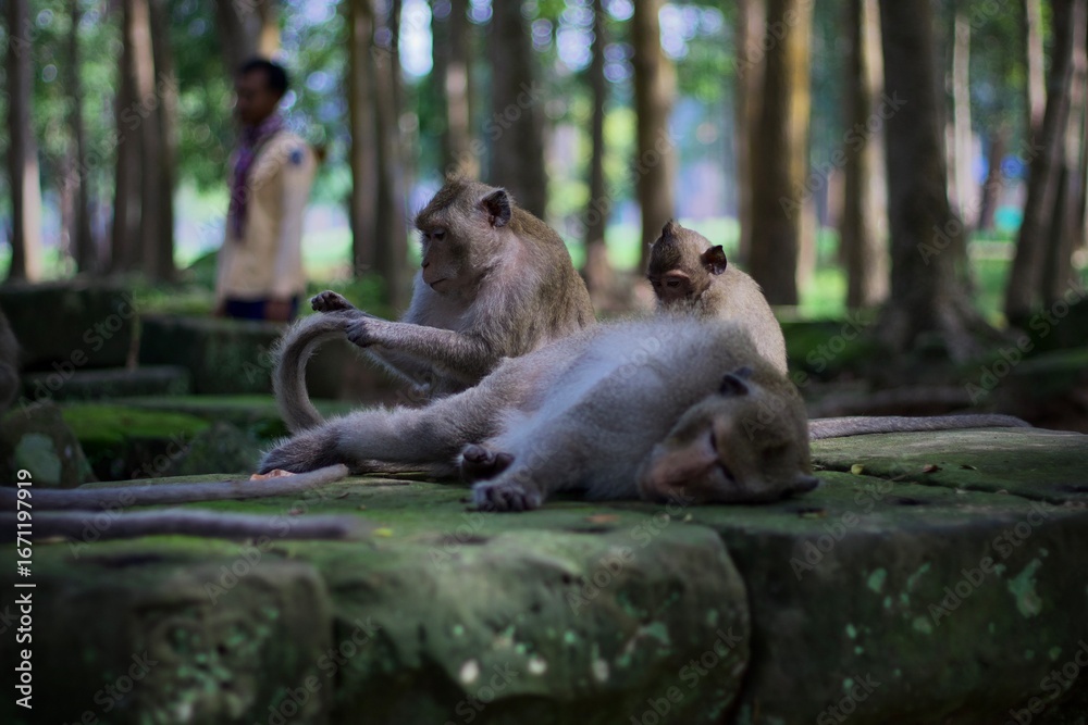 Obraz premium Monkey forest 