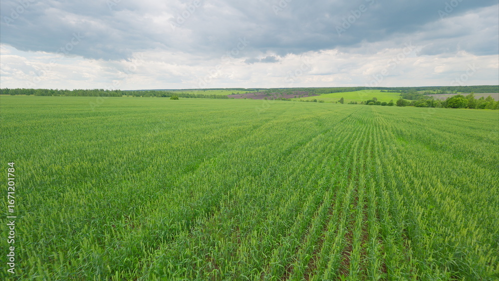 Fototapeta premium A beautiful, lush green agricultural field spreads out gracefully under a cloudy sky above