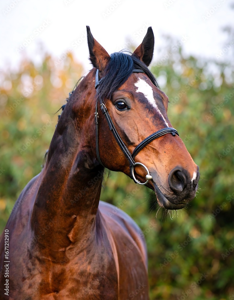 Obraz premium Chestnut Horse Portrait, Autumnal Field