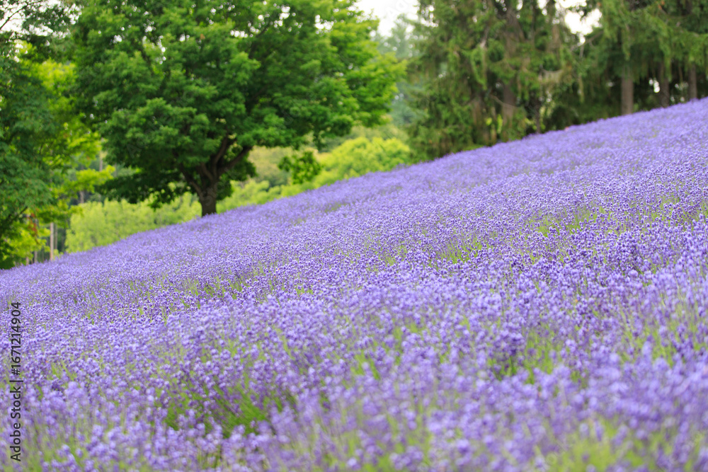 Obraz premium Colorful Lavender and Flower Fields in Furano, Hokkaido, Japan