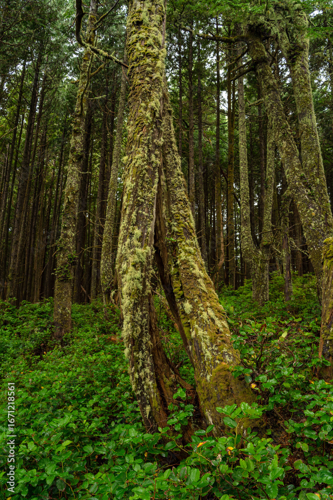 Obraz premium Bsoque lluvioso en Canada