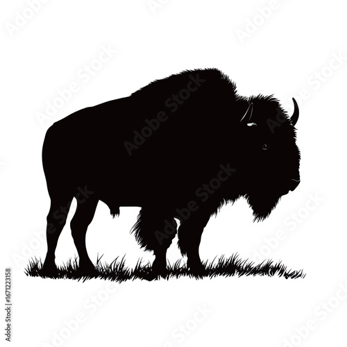 A strong black bull is prominently displayed, showcasing its muscular build and impressive horns. This magnificent animal stands confidently in a green pasture, enjoying the warmth of the sun.