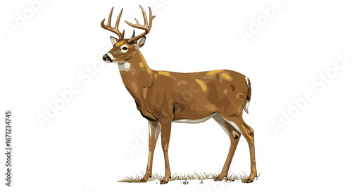 Majestic Whitetail Buck Standing Proudly in Autumn Forest Isolated on Transparent Background