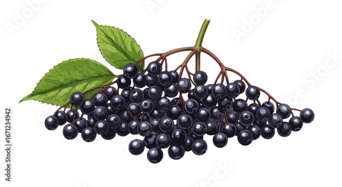 Fresh Elderberries cluster with green leaves isolated on transparent background healthy superfood fruit
