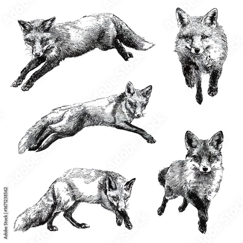 Five detailed sketches show foxes in different dynamic poses, capturing their agility and grace. Each drawing highlights the foxs unique features and movements.