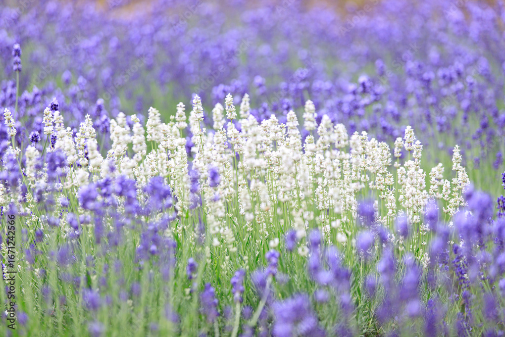 Naklejka premium Lavender Harmony: Purple and White Blooms in a Hokkaido Flower Field