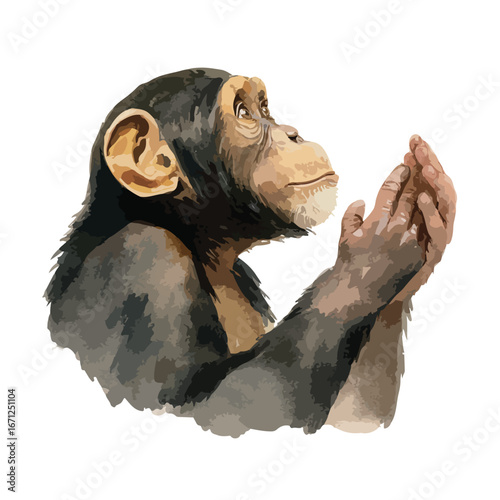 Chimpanzee with hands raised looking upward with a hopeful expression