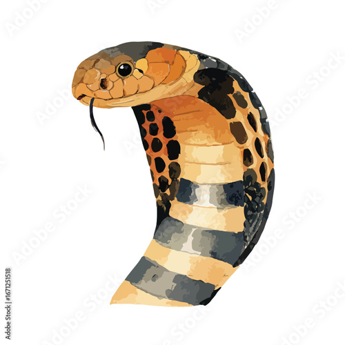 Detailed Watercolor Illustration of a Cobra with Striking Coloration and Tongue Extended