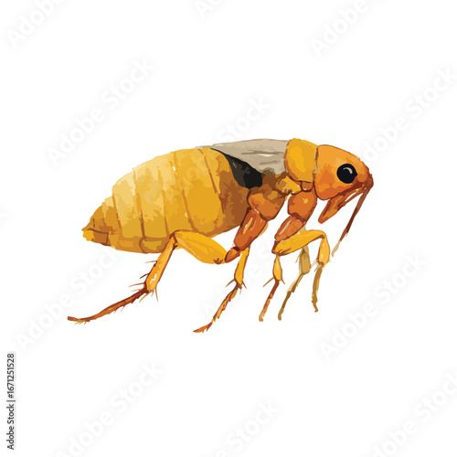 Detailed Watercolor Illustration of a Flea with Segmented Body and Legs