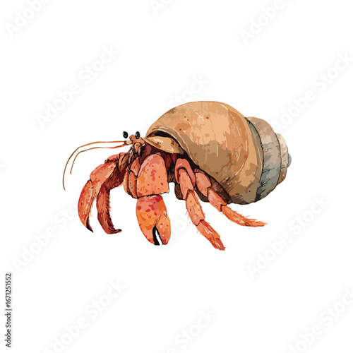 Detailed Watercolor Illustration of a Hermit Crab with Shell and Claws