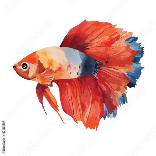 Elegant Betta Fish with Flowing Orange and Blue Fins in Profile View