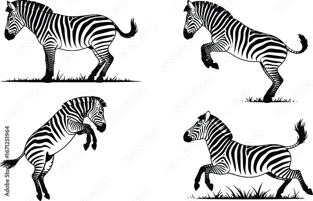 Fototapeta premium Four dynamic zebra poses capturing majestic african wildlife in action and motion