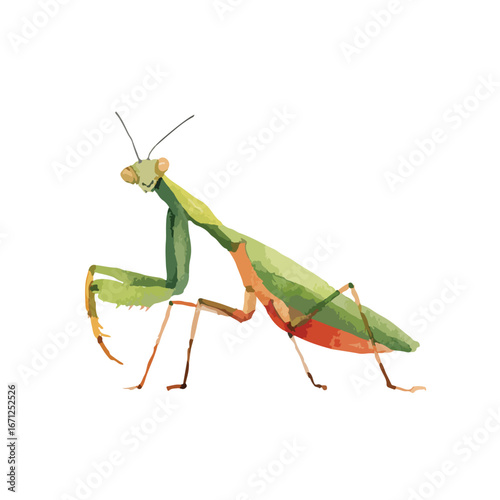 Stylized Watercolor Illustration of a Praying Mantis in Profile