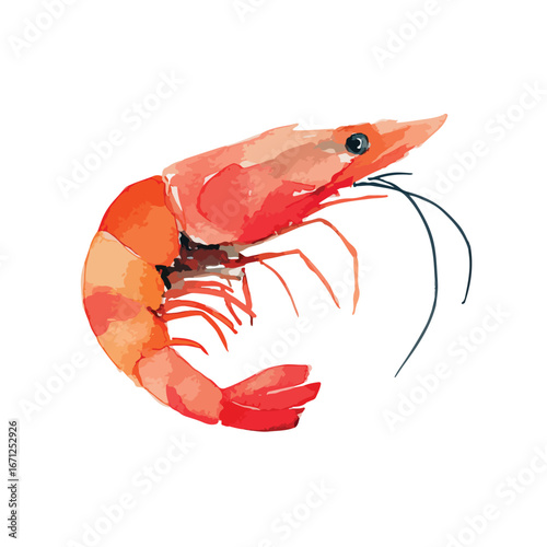 Vibrant Watercolor Shrimp in Profile View