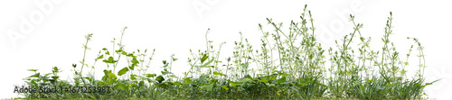 Lush green forest in the rainy season with various types of plants with isolated on transparent background - PNG file, 3D rendering for create and design or etc
