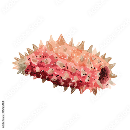Watercolor Illustration of a Pink and Tan Sea Cucumber with Spiked Projections