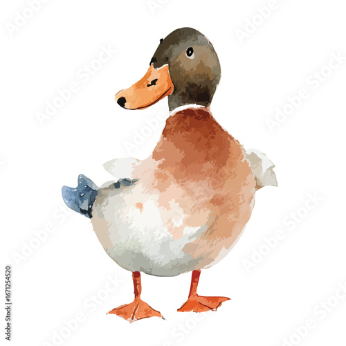 Watercolor Mallard Duck with Brown Head and Orange Beak Standing Tall