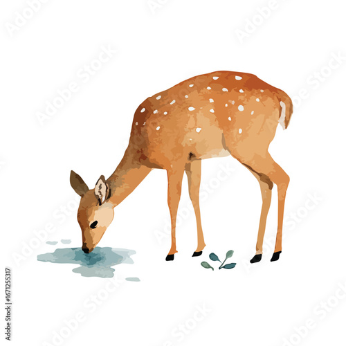 Watercolor style fawn with white spots drinking from a small puddle