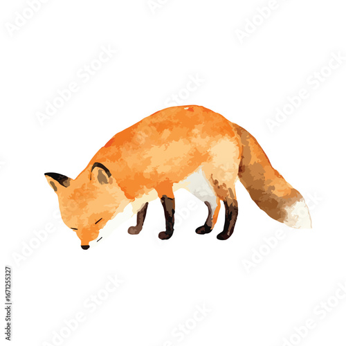 Watercolor Style Fox with Head Down Orange Fur and Black Tipped Ears