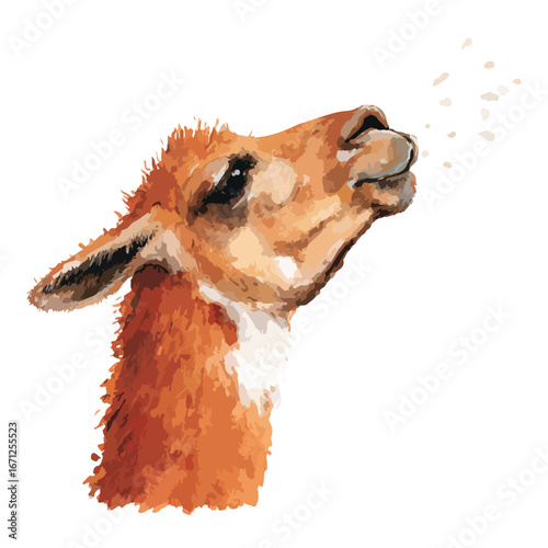 Watercolor style llama head with upward gaze and spittle droplets