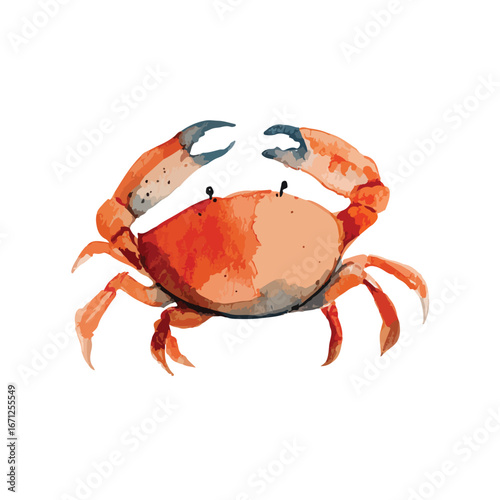 Watercolor style orange crab with dark tipped claws facing forward