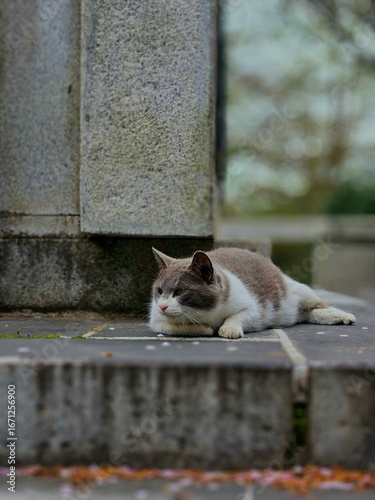 cat on the stone