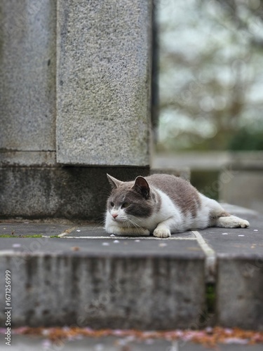 cat on the stone