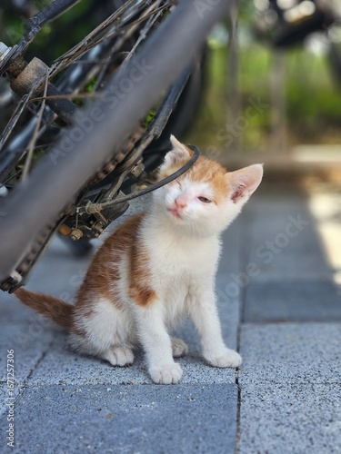 cat in the garden