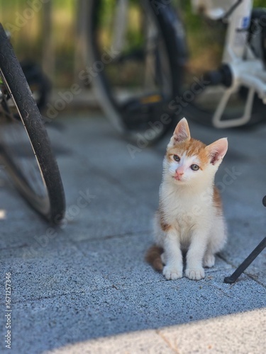 cat on the street
