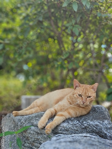 cat on the stone