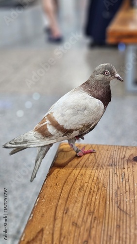 pigeon sitting on the wood