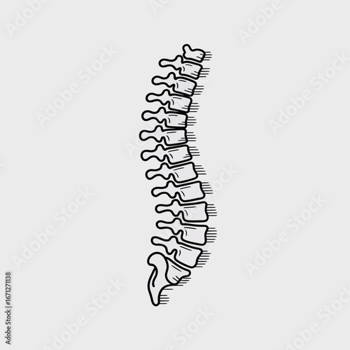 Human spinal column anatomical illustration spine vertebral column