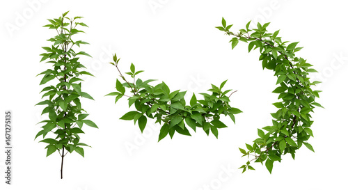 Realistic Clematis, lush green leaves with natural texture, isolated on white background. Shown in different arrangements (single strand, small cluster, curved shape, diagonal line). High resolution, 