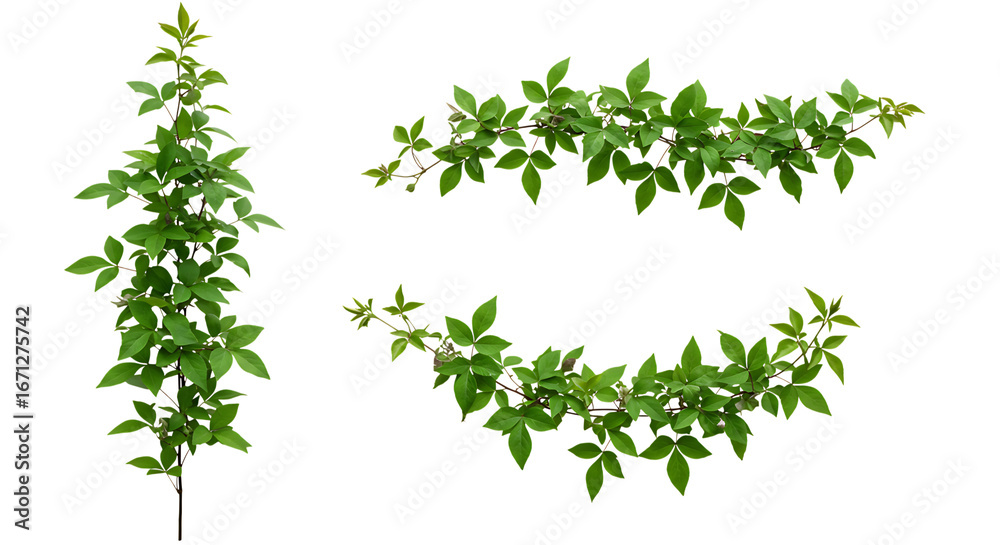 Obraz premium Realistic Clematis, lush green leaves with natural texture, isolated on white background. Shown in different arrangements (single strand, small cluster, curved shape, diagonal line). High resolution, 