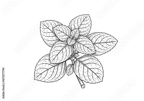 A detailed black and white illustration of fresh mint leaves growing from a central stem showcasing intricate vein patterns and a vibrant green herbaceous plant in close up