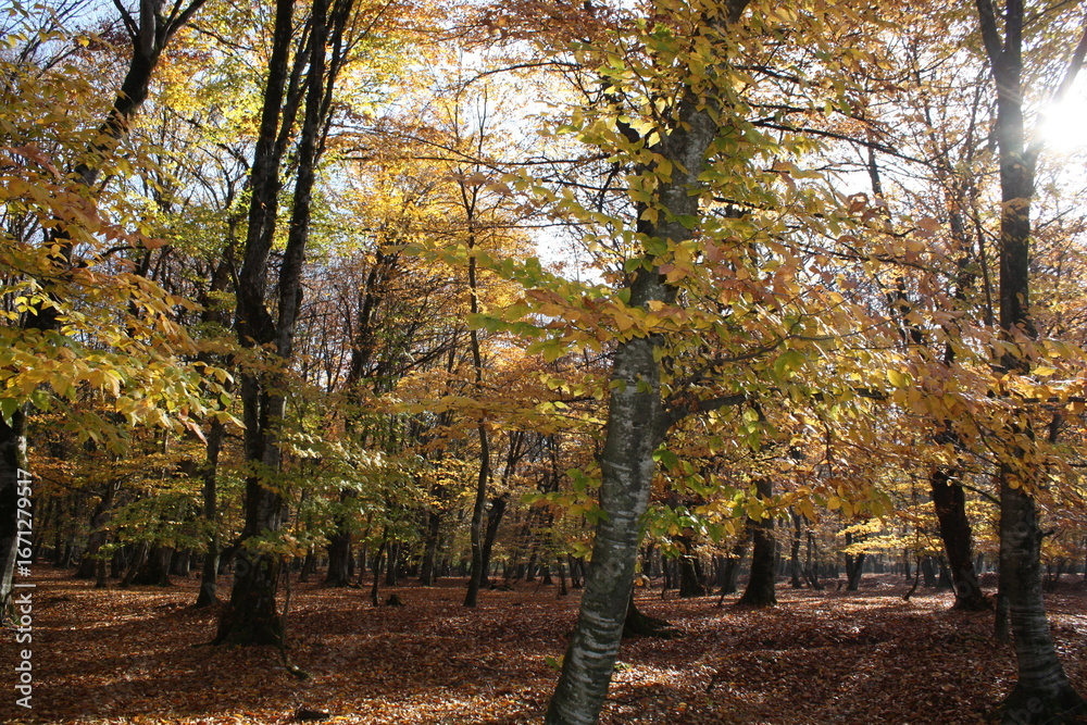 Naklejka premium trees in autumn