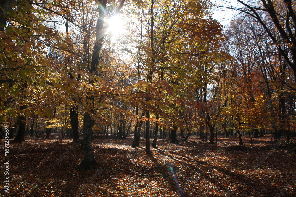 Fototapeta premium autumn in the forest