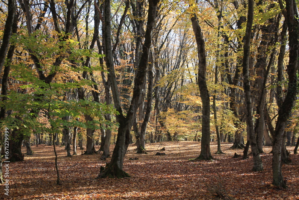 Naklejka premium autumn in the park