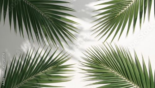 A symmetrical arrangement of vibrant green palm fronds casts soft shadows against a clean white backdrop.