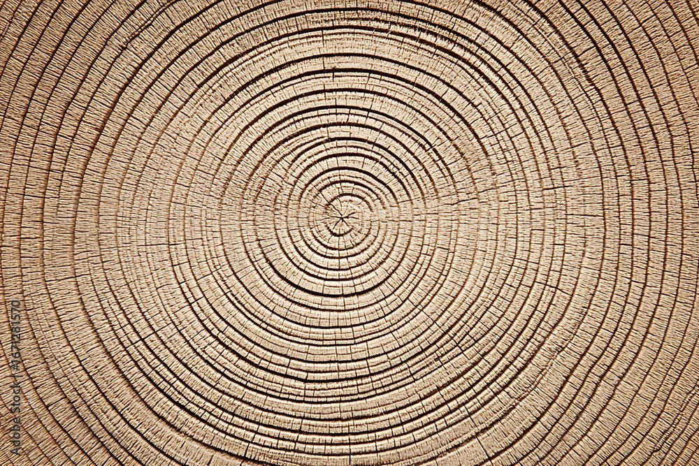 Fototapeta premium Closeup of Tree Rings Abstract Wooden Texture Pattern with Rustic Background.
