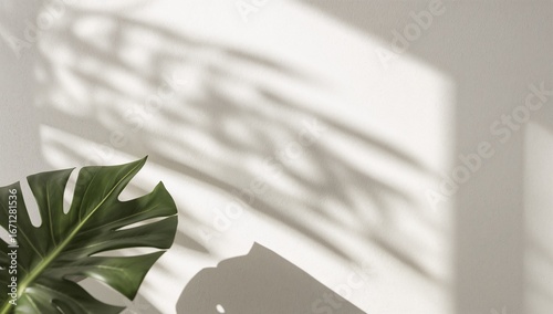 A vibrant green monstera leaf highlights the soft, pale shadows cast on a light neutral wall.