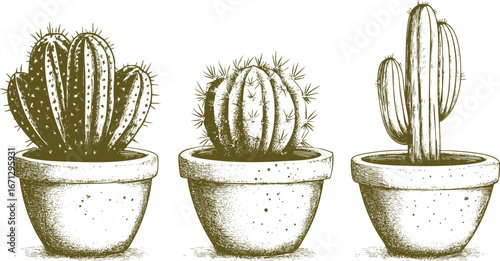 Cacti in pots hand drawn