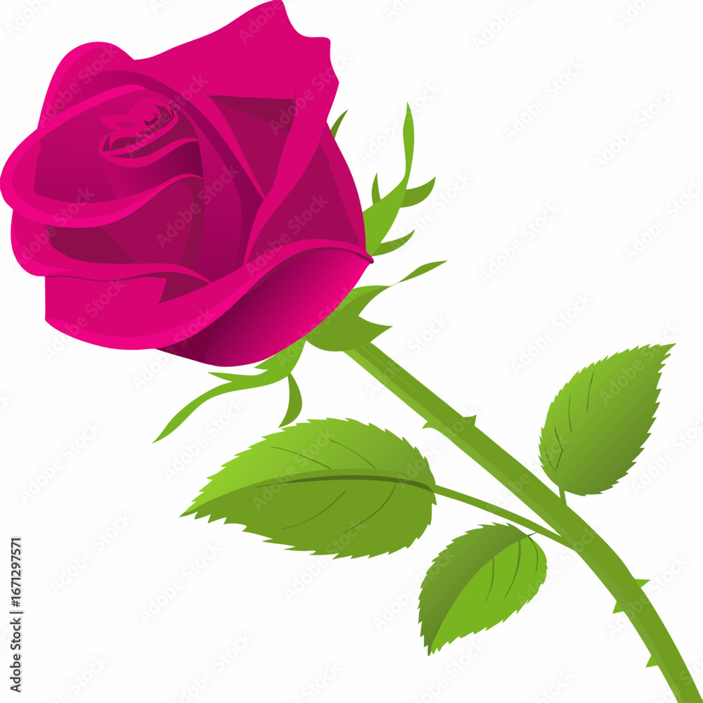 Fototapeta premium A bright pink rose with green leaves on a white background
